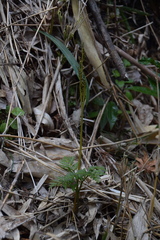 Sceptridium ternatum