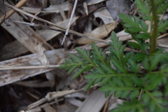 Sceptridium ternatum