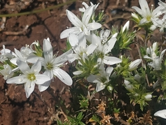 Arenaria aggregata