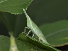 Sphenacris crassicornis