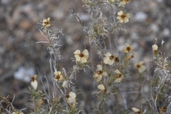 Psilostrophe cooperi