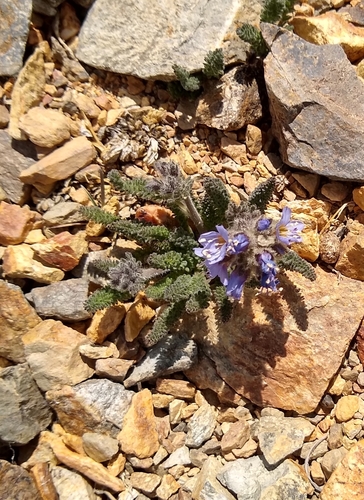 Image of White Mountains Sky Pilot (Polemonium chartaceum) by (c) John Brew, some rights reserved (CC BY)