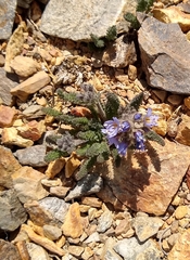 Polemonium chartaceum