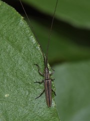 Hippopsis