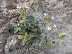 Chaenorhinum villosum