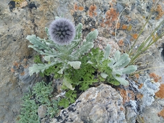 Echinops humilis