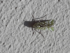 Drepanogynis bifasciata