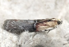 Sciota basilaris