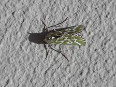 Drepanogynis bifasciata