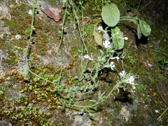 Chaenorhinum macropodum