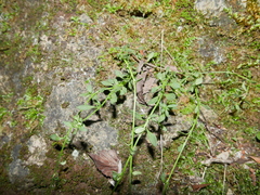 Chaenorhinum macropodum