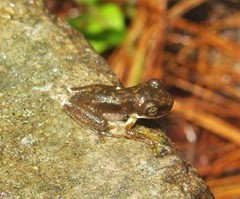Plectrohyla