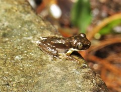 Plectrohyla