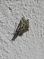 Drepanogynis bifasciata