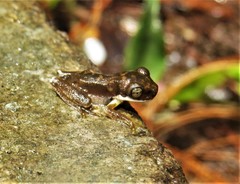 Plectrohyla