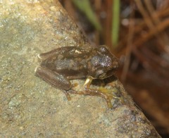 Plectrohyla