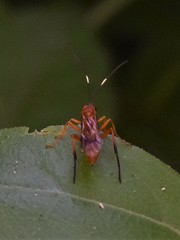 Compsocryptus calipterus