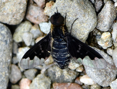 Hemipenthes morioides