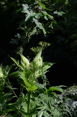 Chaerophyllum aureum