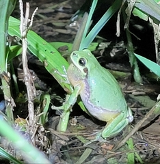 Hyla immaculata