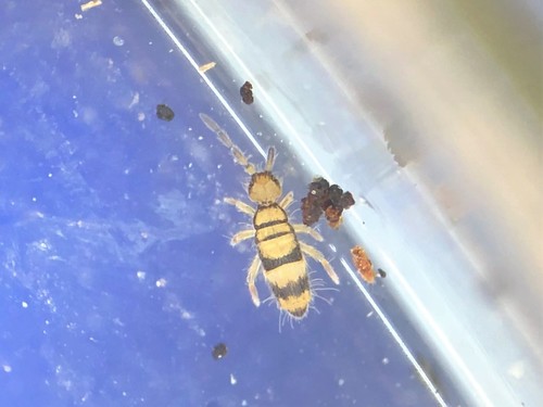Entomobrya corticalis, photo 5 of 10