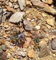 Polemonium chartaceum