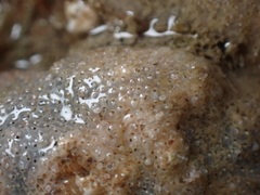 Schizoporella unicornis