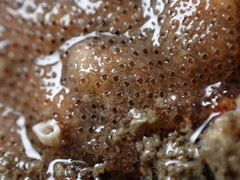 Cryptosula pallasiana