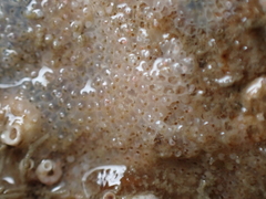 Schizoporella unicornis