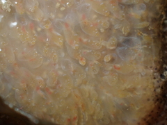 Aplidium glabrum