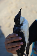 Synthliboramphus craveri