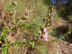 Teucrium webbianum