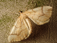 Eulithis mellinata