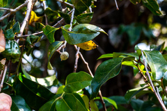 Cryptocarya natalensis