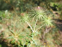 Ptilostemon hispanicus