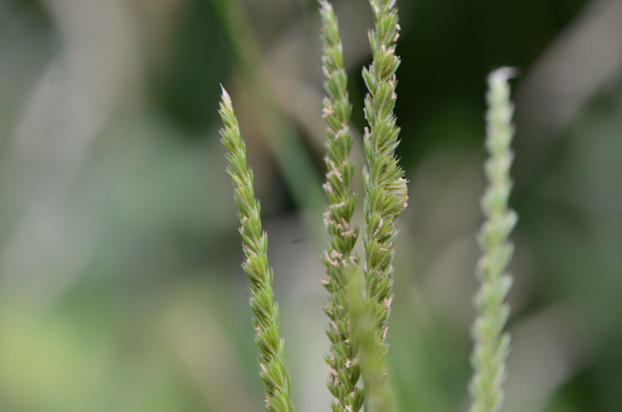 (c) nicoweg, aucun droit réservé (CC0) https://www.inaturalist.org/observations/84976124