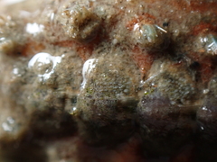 Acanthochitona crinita