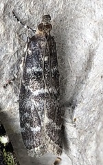 Ortholepis pasadamia