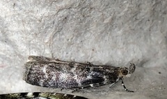Ortholepis pasadamia