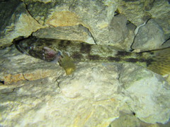Gobiomorus dormitor