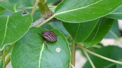 Graphosoma italicum italicum