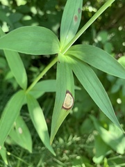 Botrytis elliptica