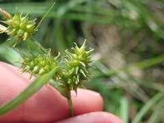 Carex pallescens