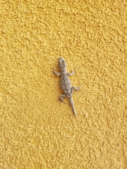 Mediodactylus