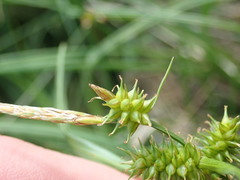Carex pallescens