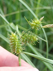 Carex pallescens