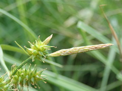Carex pallescens