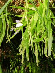 Pinguicula vallisneriifolia