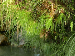 Pinguicula vallisneriifolia