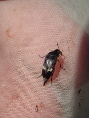 Variimorda villosa